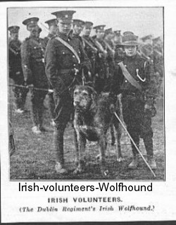 irish-volunteers-Wolfhound